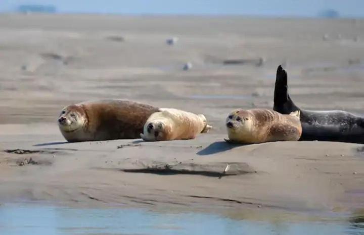 Gite Escale Oceania En Baie De Somme A Ault, 50M De La Mer المظهر الخارجي الصورة